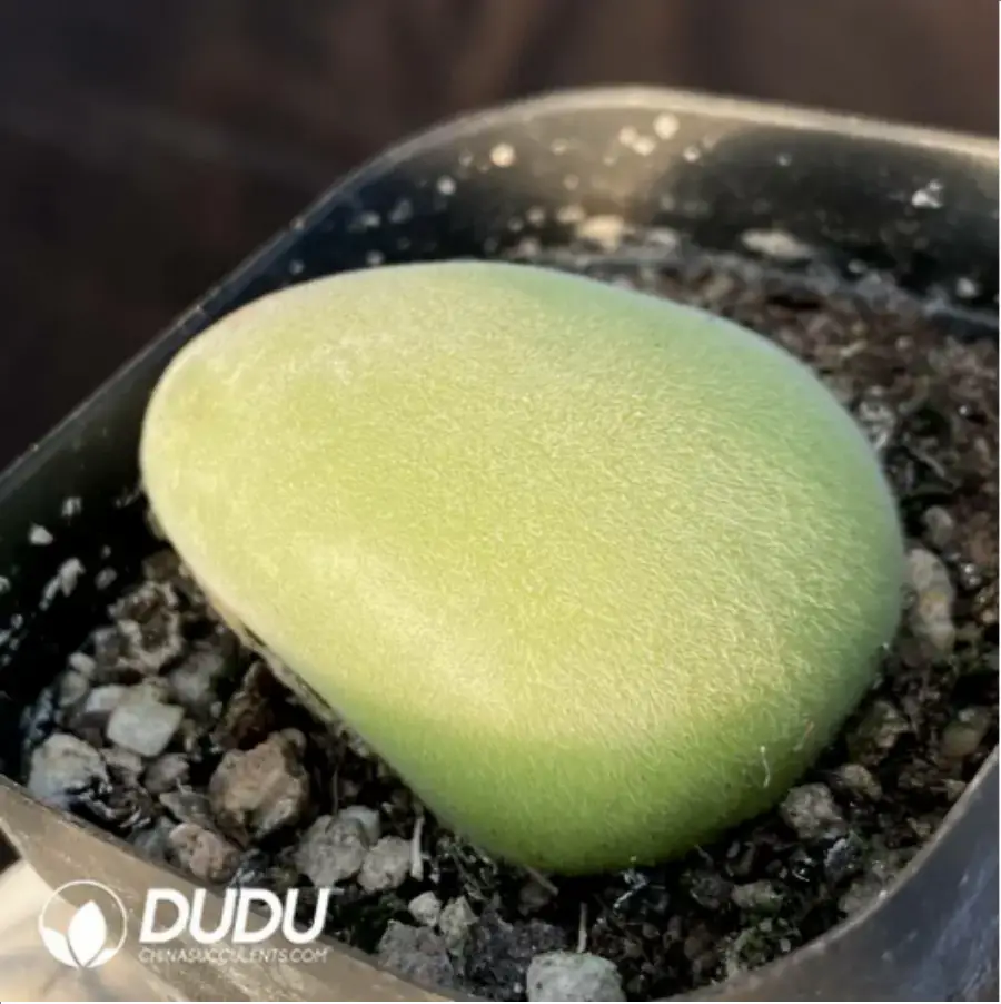 1-667.webp 200MM Aeonium Halloween White Variegated Clustering - Image 1