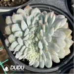 Echeveria Monroe  Cristata