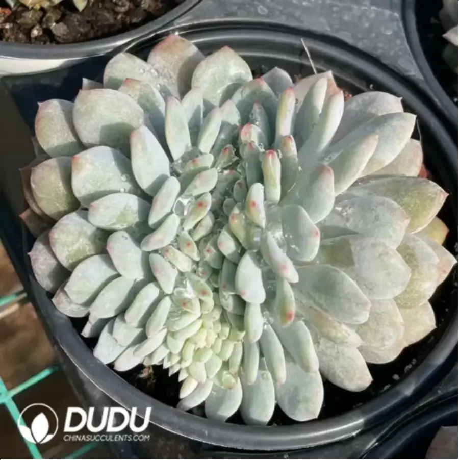 1-684.webp Echeveria Monroe Cristata - Image 1