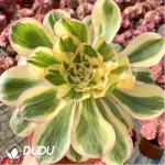 Aeonium Arboreum Velour European clustering