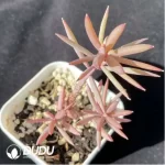 Oxalis Nidulans Pom Pom