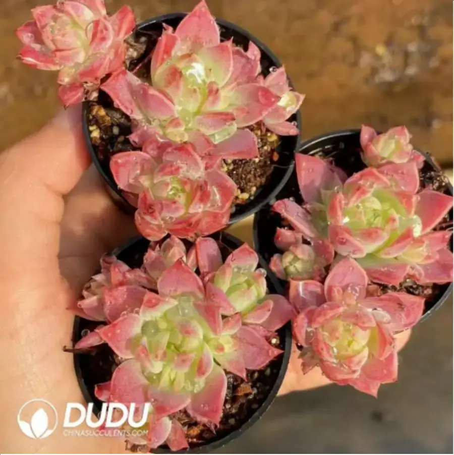 1-70.webp Graptopetalum Macdougallii - Image 1