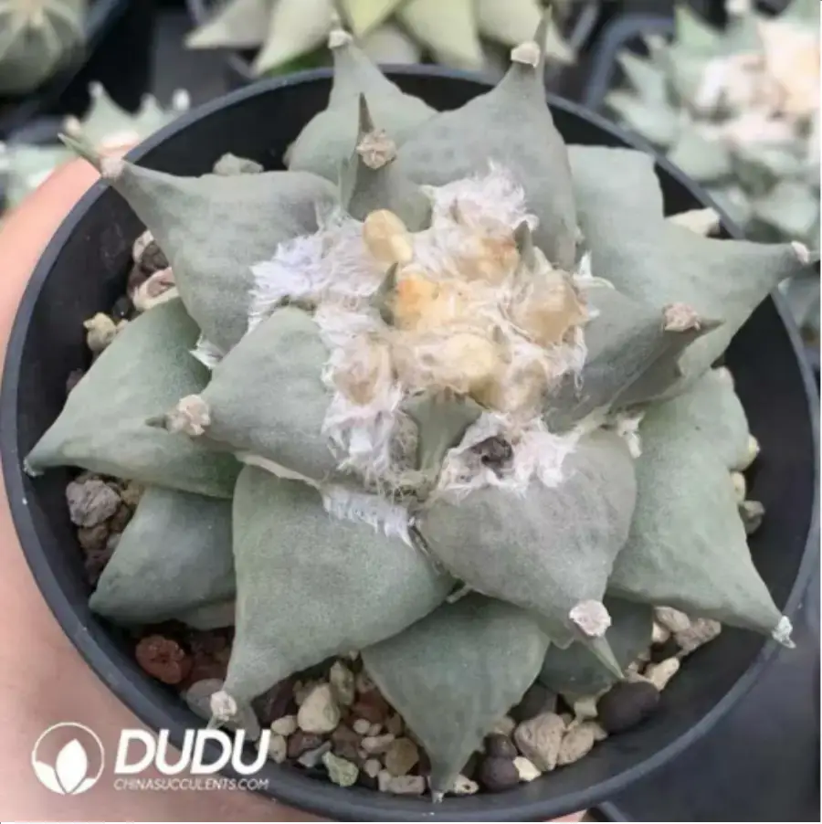 1-702.webp Ariocarpus retusus - Image 1