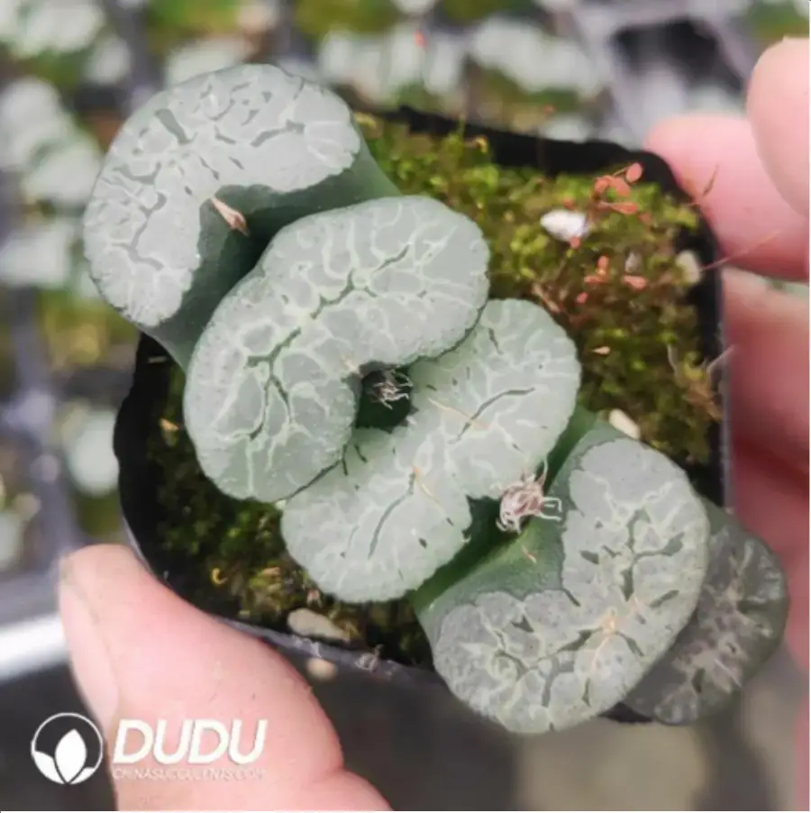 1-706.webp Aeonium Athena Variegated Clustering - Image 1