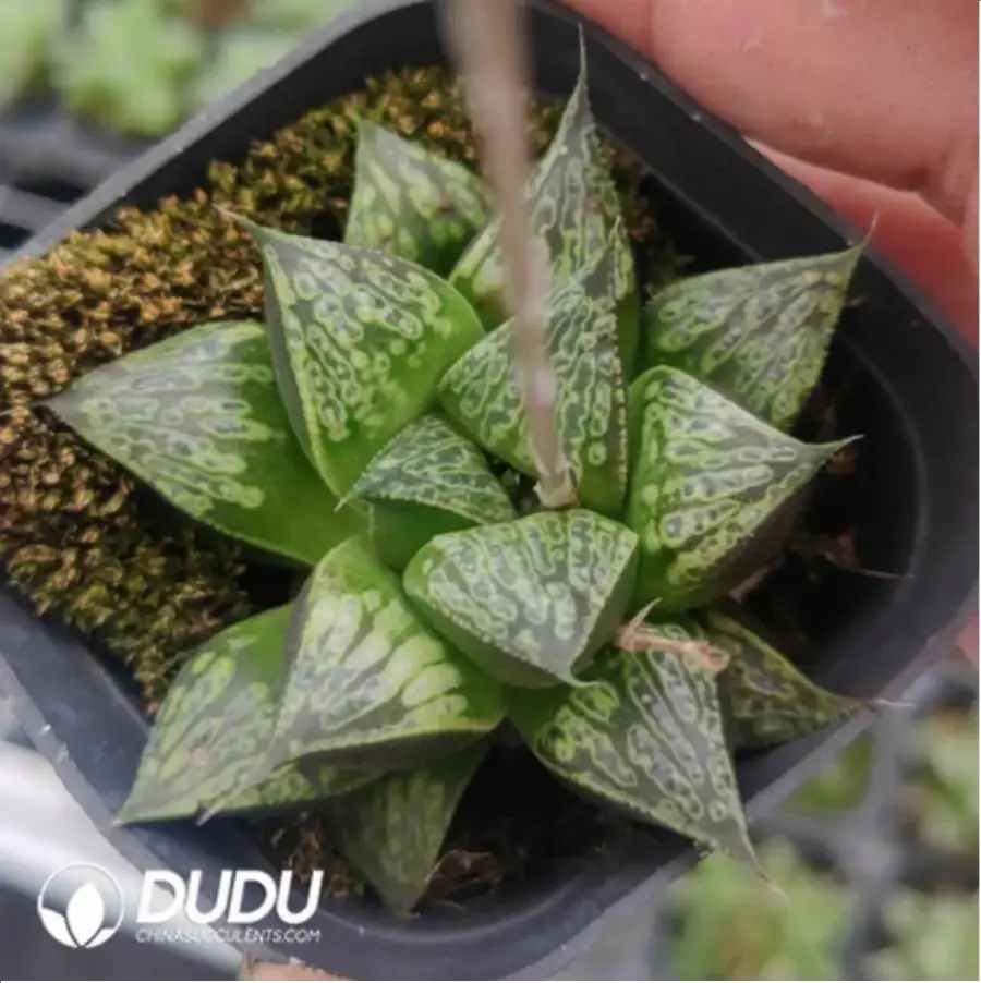 1-707.webp Haworthia Truncata Kuiwutiao - Image 1