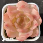 Echeveria peacock in flight