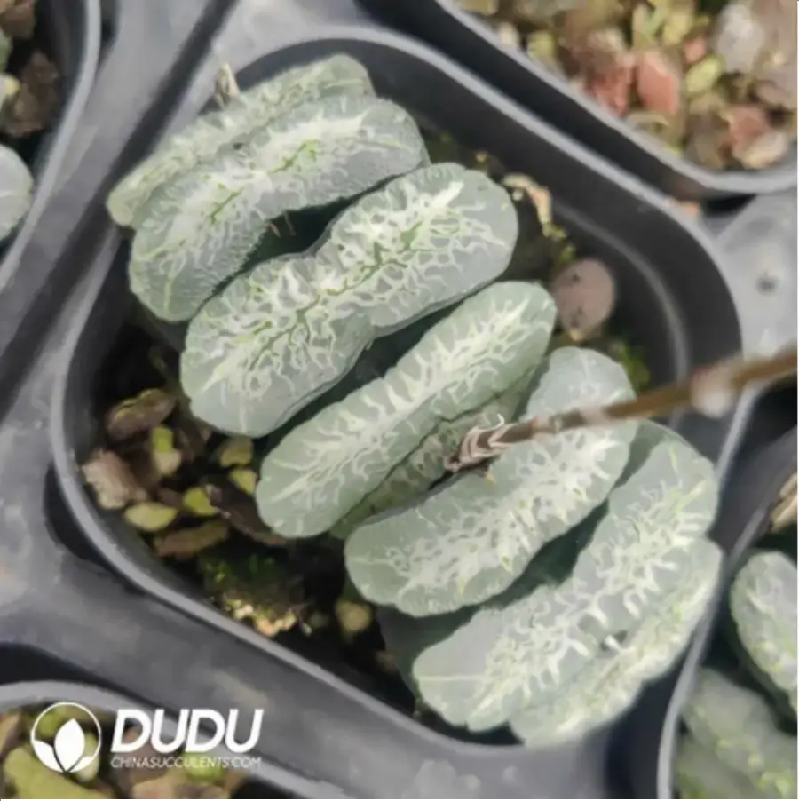 1-719.webp Haworthia Waterfall - Image 1