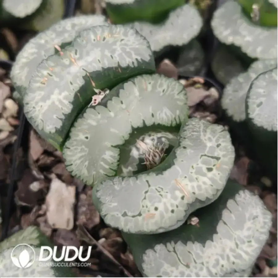 1-727.webp Haworthia Badia - Image 1