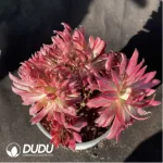 Aeonium Vermilion Bird Cristata