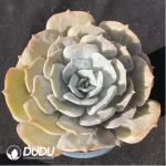 Echeveria Lilacina Marble