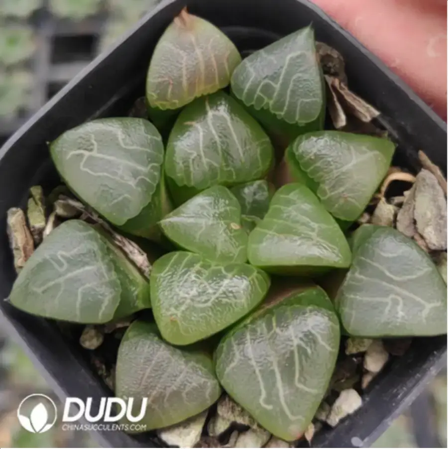 1-733.webp Haworthia Hetian Jade No.9 - Image 1