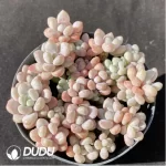 Pachyphytum caviar Clustering