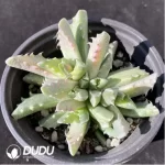 Faucaria Tigrina Variegated