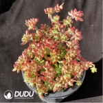 Echeveria macdougallii Sedoides Clustering