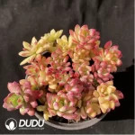 Echeveria Minibelle Scattered Clustering