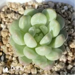 Echeveria Bata jadeite