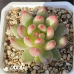 Echeveria Yanzi