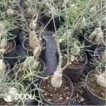 Euphorbia hedyotoides