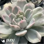 Echeveria The Simpsons Variegated