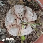 Dioscorea elephantipes (L'H??r.) Engl.