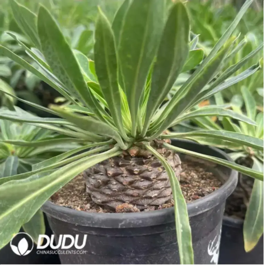 1-752.webp Euphorbia hypogaea - Image 1