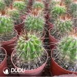 Aeonium Undulatum  variegated