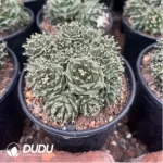 Obregonia denegrii(Scattered Clustering)