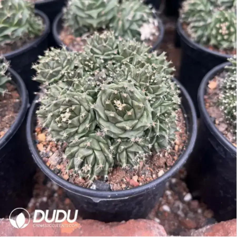 1-755.webp Obregonia denegrii(Scattered Clustering) - Image 1