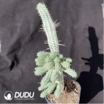 Euphorbia mammillaris f. Variegata