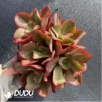 Echeveria 'Korea Suyon'