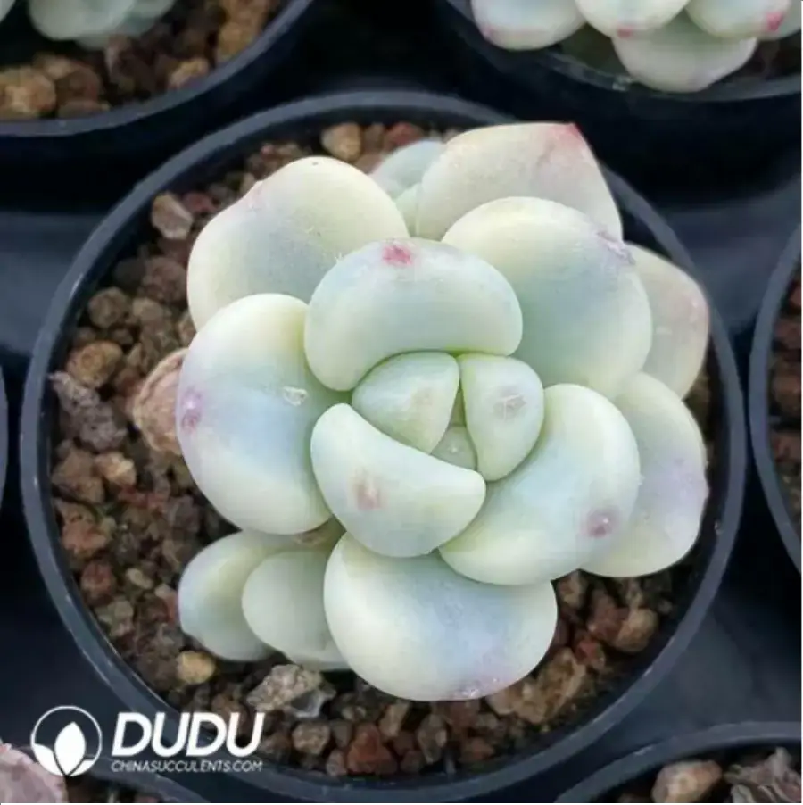 1-76.webp Sedum Raul variegated - Image 1