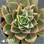 Echeveria Treasure Map Variegated