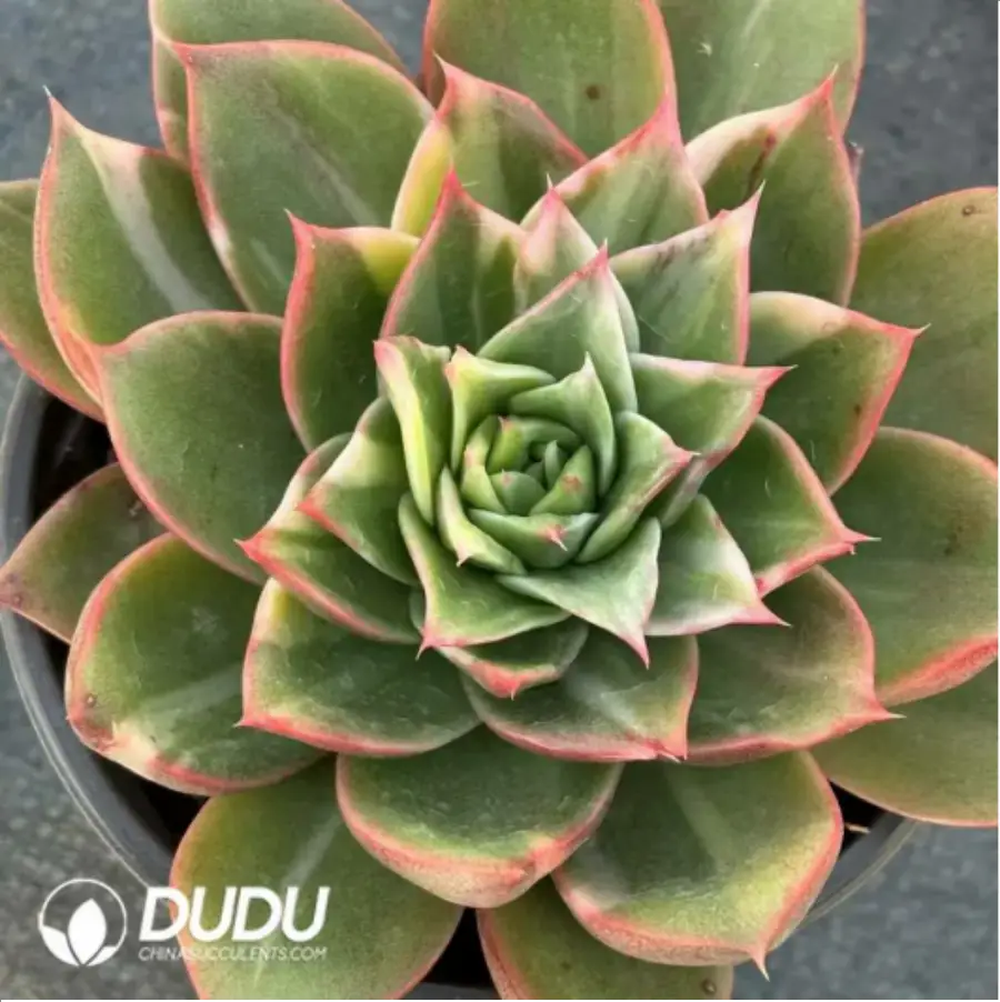 1-760.webp Echeveria Treasure Map Variegated - Image 1