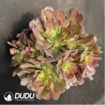 Aeonium fireworks Clustering