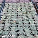 105Pcs/Tray Echeveria White Latam Seedlings(Mix & Match 5+)