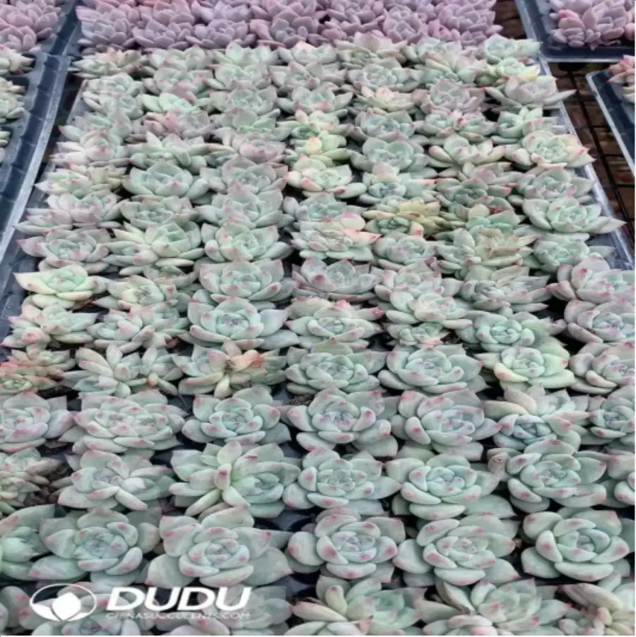 1-766.webp 105Pcs/Tray Echeveria White Latam Seedlings(Mix & Match 5+) - Image 1