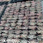 105Pcs/Tray Echeveria Sky City Seedlings(Mix & Match 5+)