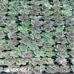 105Pcs/Tray Echeveria Amethyst SP Seedlings(Mix & Match 5+)