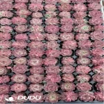 105Pcs/Tray Echeveria Saraji sp Seedlings(Mix & Match 5+)