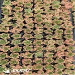 105Pcs/Tray Echeveria Clear sky Seedlings(Mix & Match 5+)
