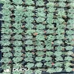 105Pcs/Tray Echeveria Poseidon Seedlings(Mix & Match 5+)