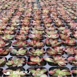 105Pcs/Tray Echeveria Agavoides "Casio" Seedlings(Mix & Match 5+)