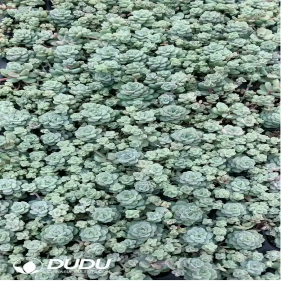 1-783.webp 105Pcs/Tray Echeveria Caramel Spirit Seedlings(Mix & Match 5+) - Image 1