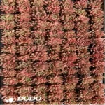 105Pcs/Tray Sedeveria Pink Ruby Seedlings(Mix & Match 5+)