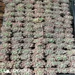 105Pcs/Tray Echeveria Xiaotaohong Seedlings(Mix & Match 5+)