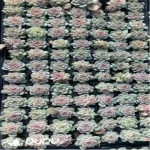 105Pcs/Tray Echeveria Bingbing Seedlings(Mix & Match 5+)