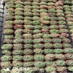 105Pcs/Tray Echeveria Lime and Chile Seedlings(Mix & Match 5+)