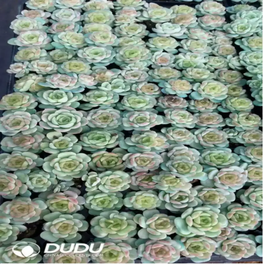 1-790.webp 105Pcs/Tray Echeveria Baby Green Seedlings(Mix & Match 5+) - Image 1