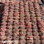105Pcs/Tray Echeveria Cinnabar Mole Seedlings(Mix & Match 5+)