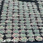 105Pcs/Tray Echeveria Snow Melanie Seedlings(Mix & Match 5+)